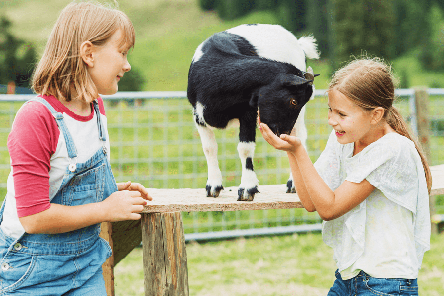 Fields of Dreams Farm